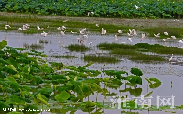 生态湿地鸟安家